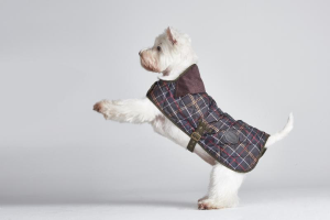 westie coats for dogs